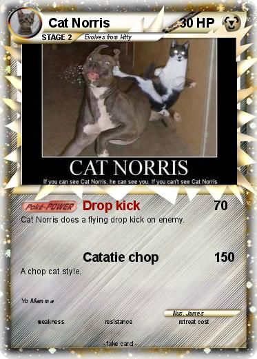 Pokemon Cat Norris