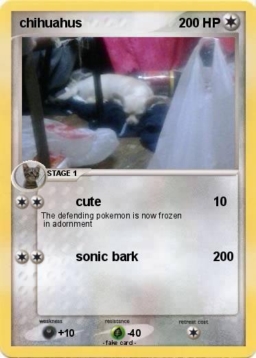 Pokemon chihuahus