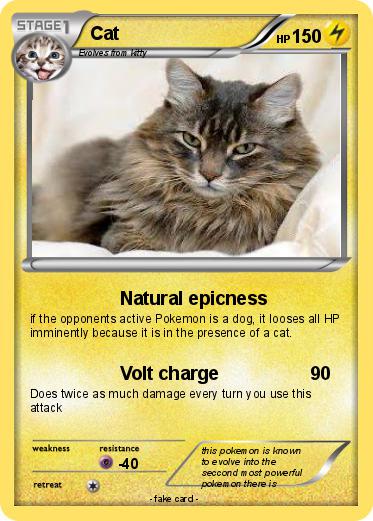 Pokemon Cat