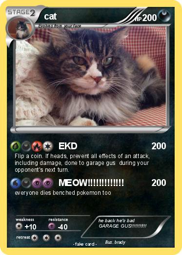 Pokemon cat