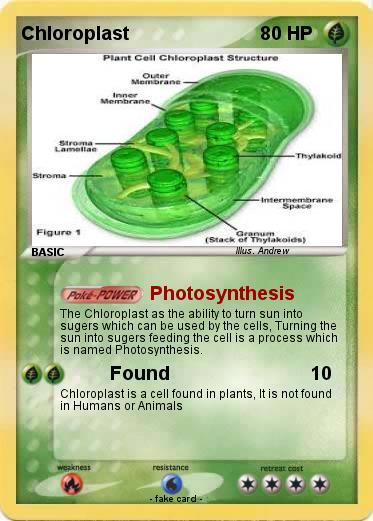 Pokemon Chloroplast