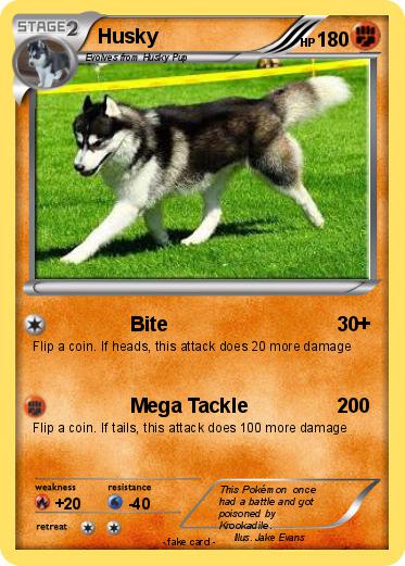 Pokemon Husky