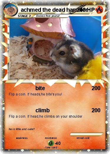 Pokemon achmed the dead hamster