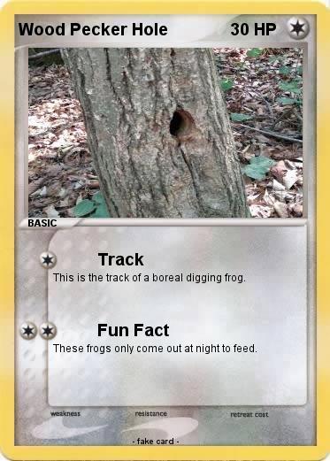 Pokemon Wood Pecker Hole