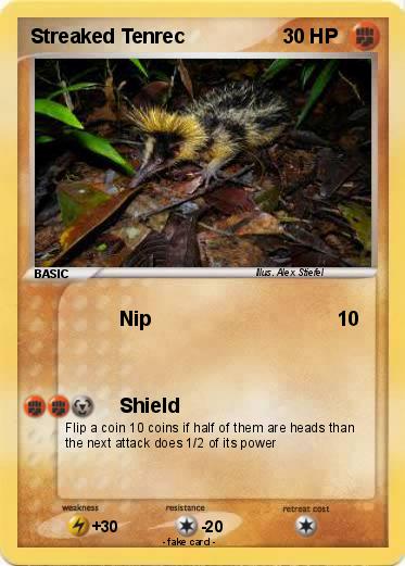 Pokemon Streaked Tenrec