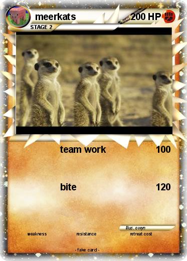 Pokemon meerkats