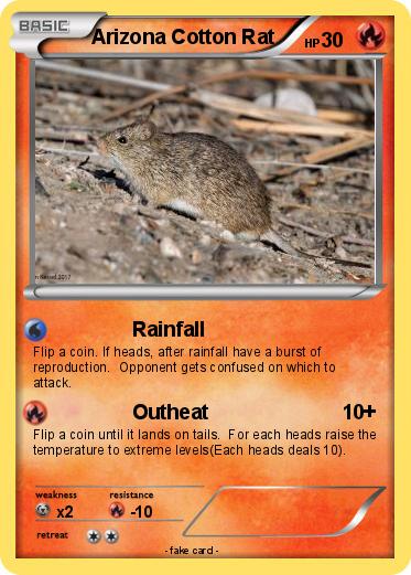 Pokemon Arizona Cotton Rat