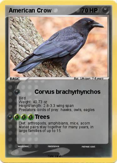 Pokemon American Crow