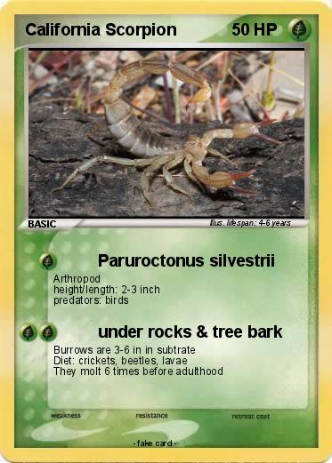 Pokemon California Scorpion