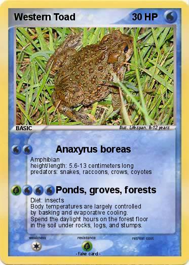 Pokemon Western Toad