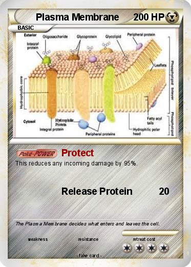 Pokemon Plasma Membrane