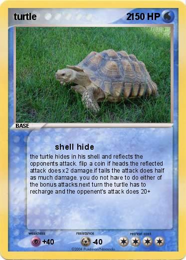 Pokemon turtle                                   2