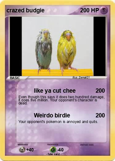Pokemon crazed budgie