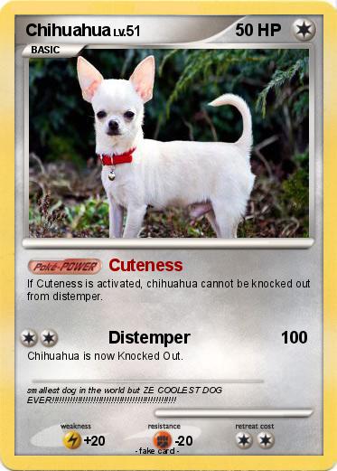 Pokemon Chihuahua