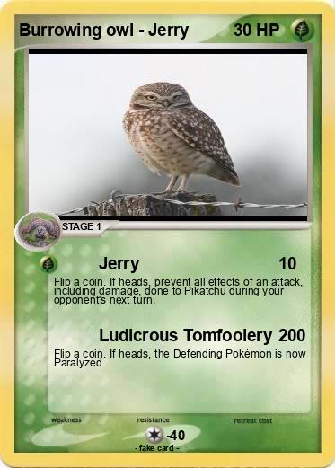 Pokemon Burrowing owl - Jerry