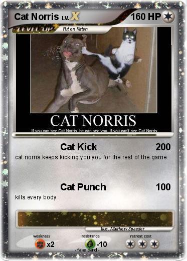 Pokemon Cat Norris