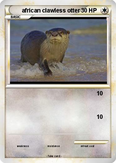 Pokemon african clawless otter