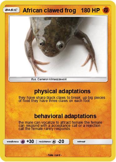 Pokemon African clawed frog
