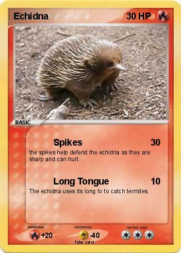 Pokemon Echidna