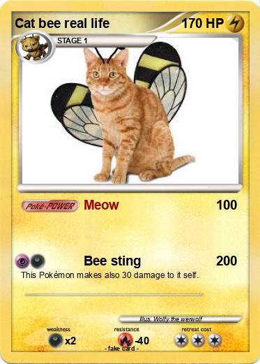 Pokemon Cat bee real life