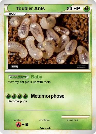 Pokemon Toddler Ants