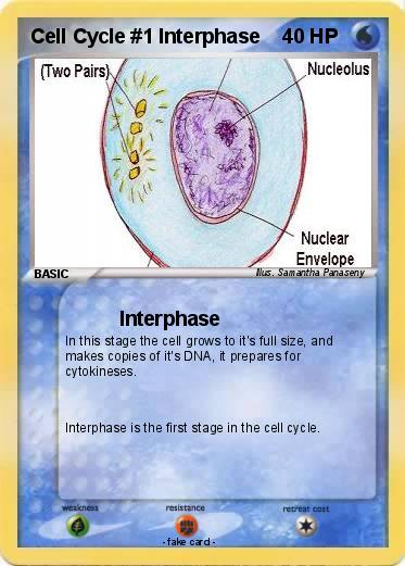 Pokemon Cell Cycle #1 Interphase