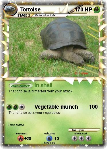 Pokemon Tortoise