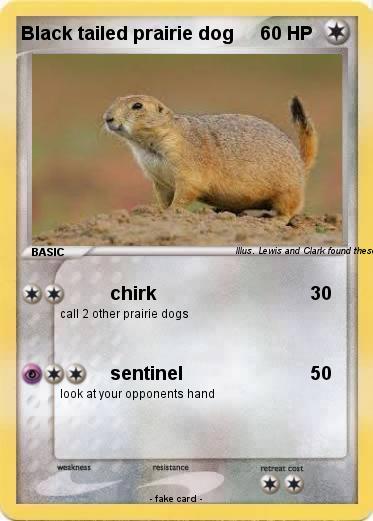Pokemon Black tailed prairie dog