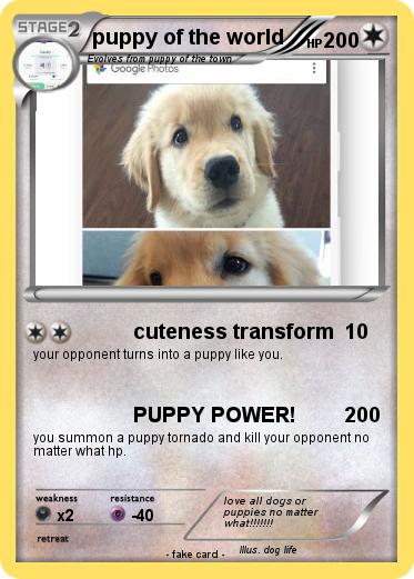 Pokemon puppy of the world