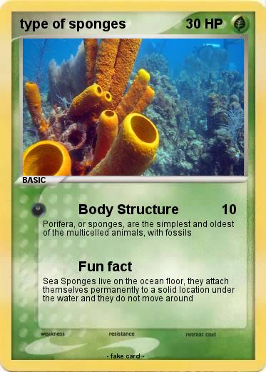 Pokemon type of sponges