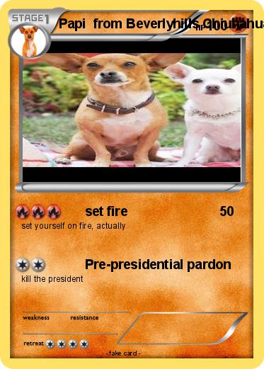 Pokemon Papi  from Beverlyhills Chiuhahua