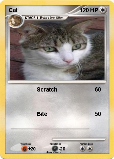 Pokemon Cat
