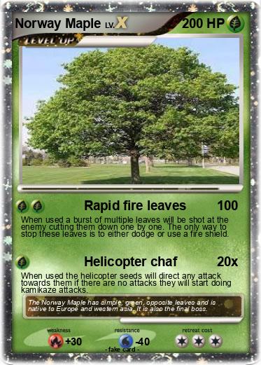 Pokemon Norway Maple