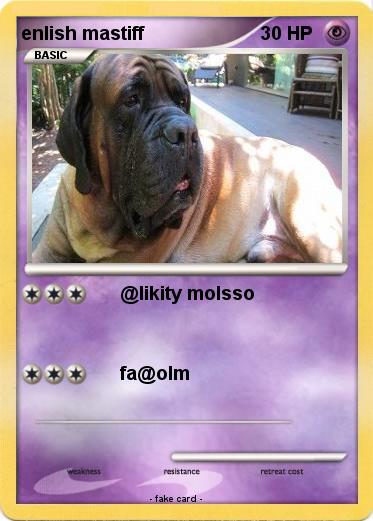 Pokemon enlish mastiff