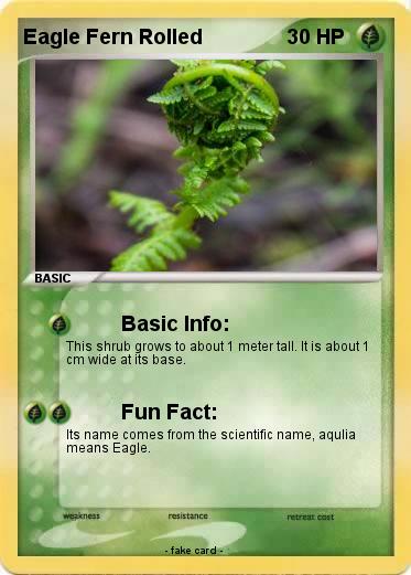Pokemon Eagle Fern Rolled