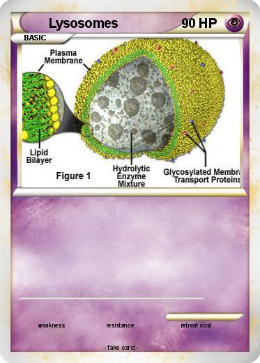 Pokemon Lysosomes