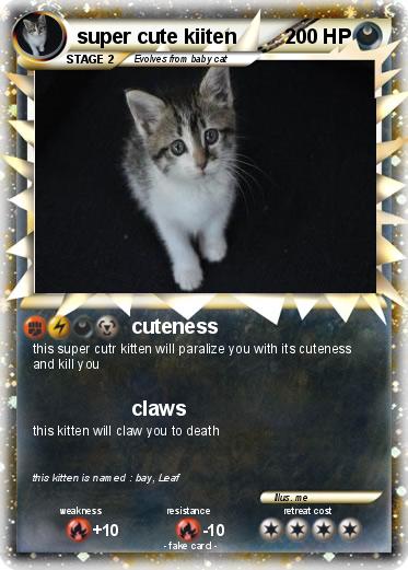 Pokemon super cute kiiten