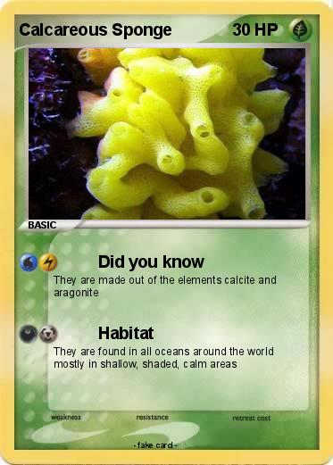 Pokemon Calcareous Sponge