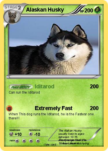 Pokemon Alaskan Husky