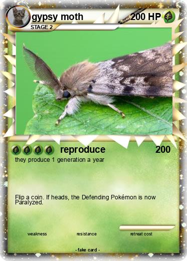 Pokemon gypsy moth