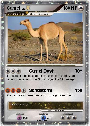 Pokemon Camel