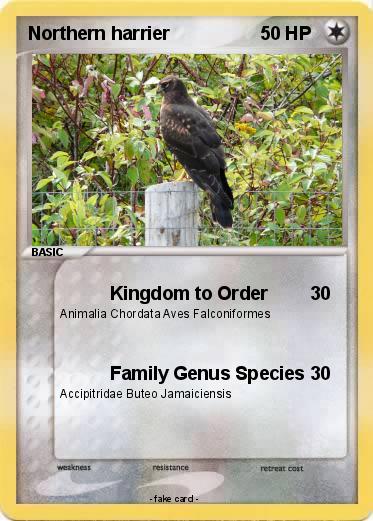 Pokemon Northern harrier