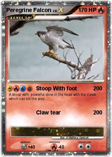 Pokemon Peregrine Falcon