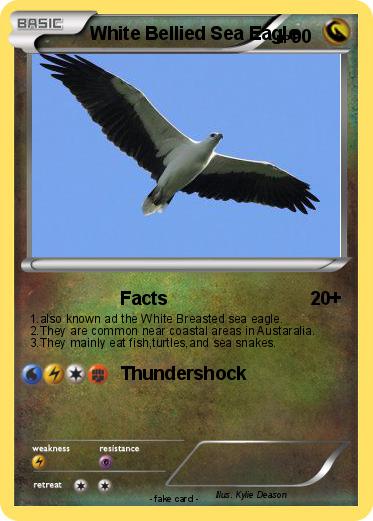 Pokemon White Bellied Sea Eagle
