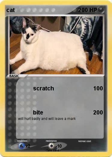 Pokemon cat