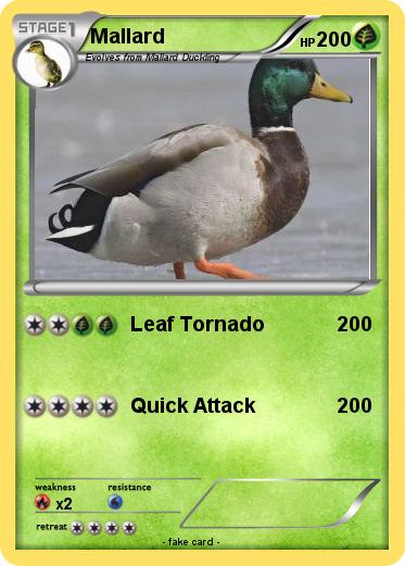 Pokemon Mallard