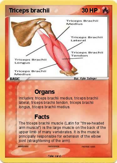 Pokemon Triceps brachii