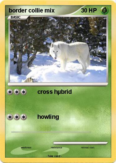 Pokemon border collie mix