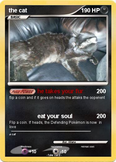 Pokemon the cat