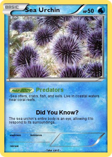 Pokemon Sea Urchin